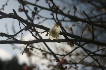 春を待つ一輪の梅の花