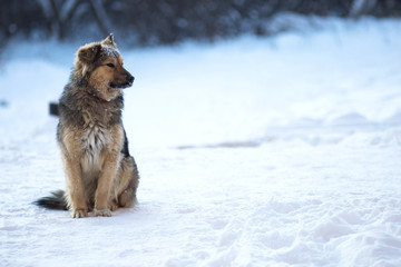 Stray One dogs alone in the winter. Snowing. A homeless animal. Animal protection.