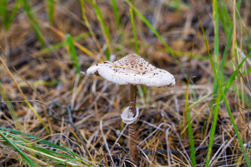 Brown-white amanita mushroom close-up