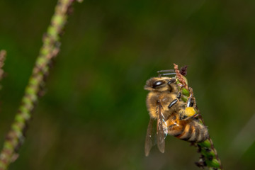 Bee drinking/looking for nectar off of a green plant with tiny purple flowers. Bee crawling up and hugging a diagonal plant