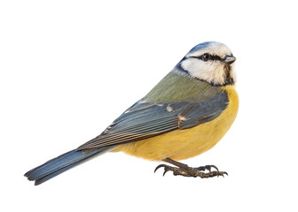 Blue Tit (Cyanistes caeruleus) , Titmouse isolated on white background