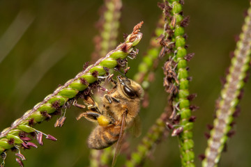 Bee drinking/looking for nectar off of a green plant with tiny purple flowers. Bee crawling up on a diagonal plant