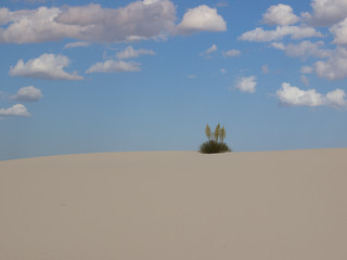 ユッカ・エラータ