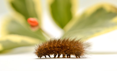 brown caterpillar on a white background in fornt of green leaves,shallow dof
