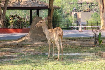 Landscape young deer standing and look away
