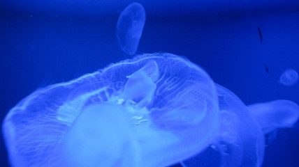 jellyfish in blue water