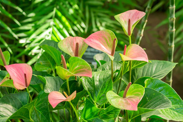 Pink blooming anthurium flowers in the tropical gardem. Natural background