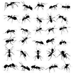 vector, isolated, ant crawling silhouette, set, collection