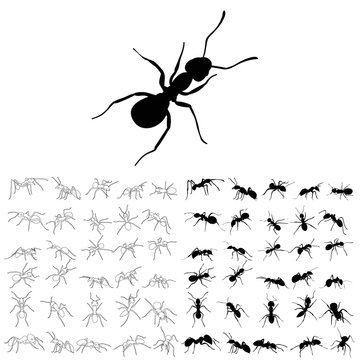 sketch and silhouette of an ant crawling, set