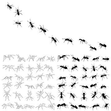 set of ant silhouette, isolated, vector