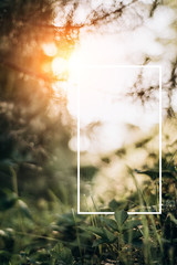 Creative layout made of green leaves with a drawn white frame and rays of sunset . Summer minimal concept. Copy space for text