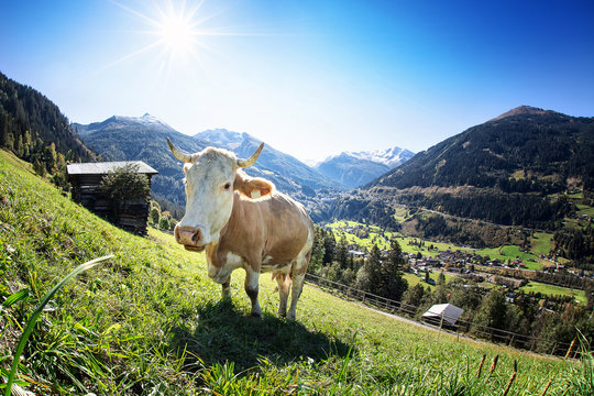 Grazing Cow On Austrian Alpine Mountains