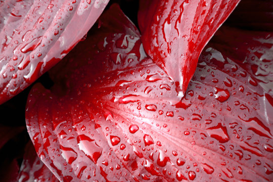 Fresh red Plant Leaves after Rain with Water Drops. Botanical Foliage Nature Background.