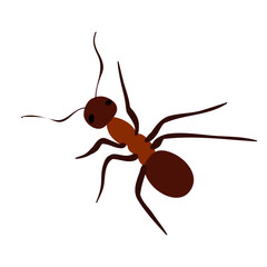 brown ant crawling, isolated