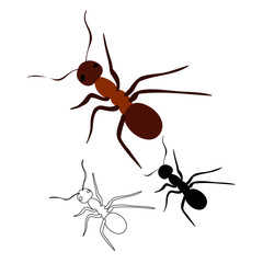 brown ant, insect, sketch and silhouette of ant