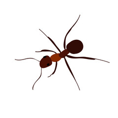 brown ant crawling, isolated, vector