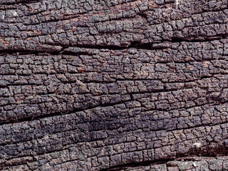 Closeup dried texture of dark brown bark.