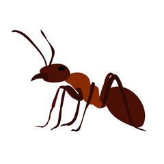 ant, brown, insect