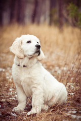 golden retriever puppy sitting in winter forest