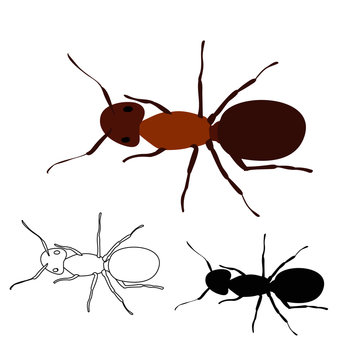 ant, brown, silhouette and sketch