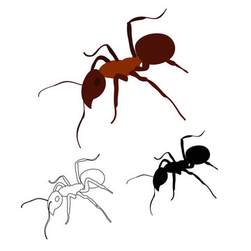 brown ant crawling, silhouette and sketch