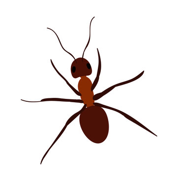 brown ant crawling, isolated, vector