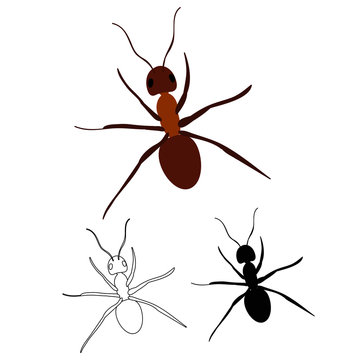 brown ant, insect, sketch and silhouette of ant