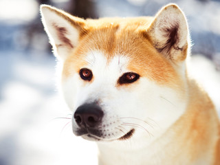 Close-up portait of adult Japanese Akita inu dog in winter