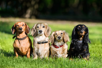 four dachshunds sitting in row on grass