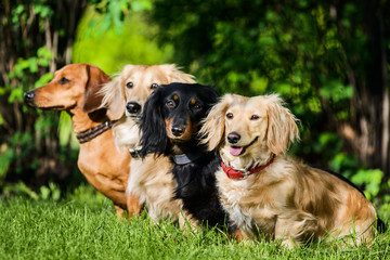 four dachshunds sitting in row on grass