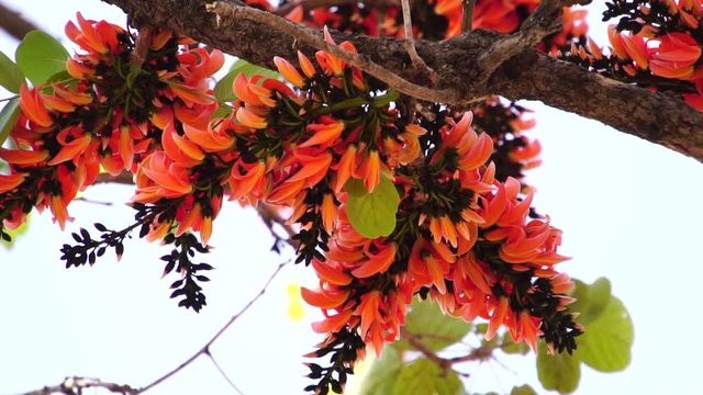 Beautiful Butea monosperma, orange flowers Bastard Teak Flower bloom on tree nature,Flame Of The Forest in Thailand. Butea is species of Butea native to tropical parts of Indian Subcontinent