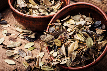 Cowberry healing foliage