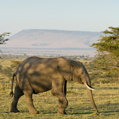 Naklejka premium African Elephant