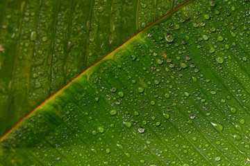 green leaf texture with drops of water