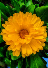 Portrait of calendula flower