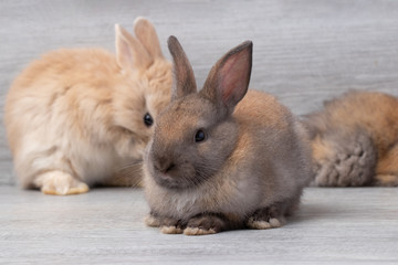 Group of little brown rabbit sitting on gray wooden  background at studio. It's small mammals in the family Leporidae of the order Lagomorpha. Animal studio portrait. Golden tone.