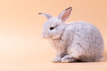 Little rabbit sitting on isolated old rose background at studio. It's small mammals in the family Leporidae of the order Lagomorpha. Animal studio portrait.