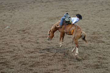 Rodeo Riding in Wyoming