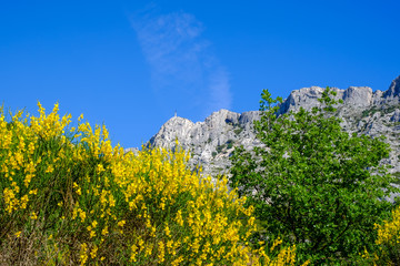 Vue sur la montagne Sainte-Victoire en printemps. Fleurs de genêt au premier plan. Provence, France. 