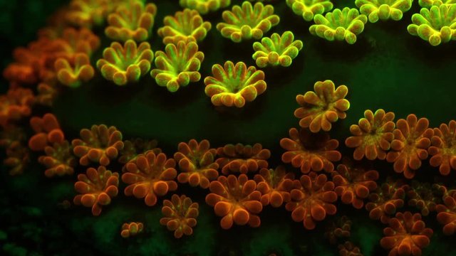 Pokerstar Montipora Coral Polyp Dolly Macro Timelapse HD