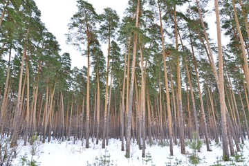 Pine forest in winter.