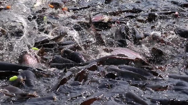 Fish competition and survival for food. Feeding colorful snack to massive quantity of aggressive shark catfish, Iridescent Shark, Pangasianodon hypophthalmus.