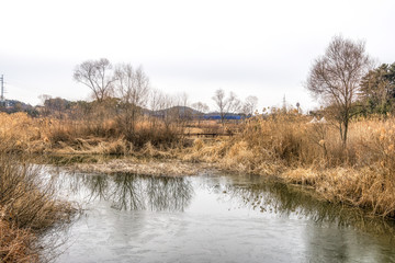 Fototapeta na wymiar Wetlands surrounded by reeds