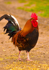 rooster bird walking around the farm
