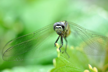 Dragonfly Closeup Outdoor
