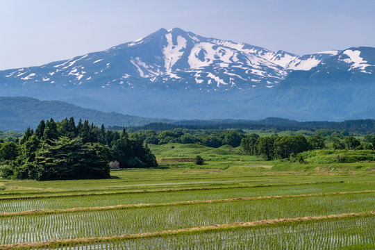 Akita Prefecture, paddy fields and Mt.Chokai　	秋田県　水田と鳥海山