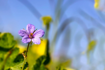 Violet flower close-up on a background of blue sky and blurred yellow flowers