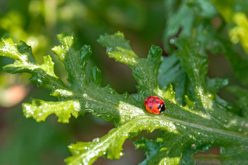 A drop of dew on a ladybug sitting on a green leaf of a thistle close-up