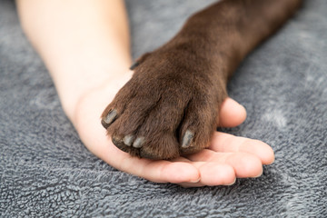 labrador paw with hand