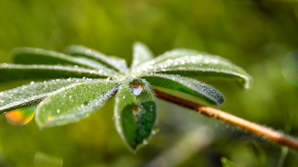 Fototapeta na wymiar Close-up dew drop on lupine leaf on blurred background